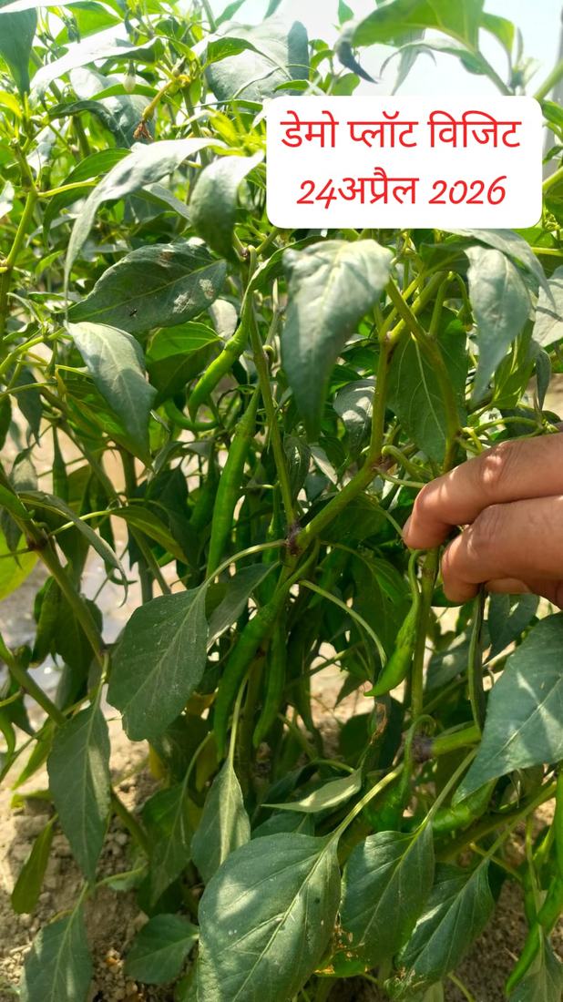 स्वस्थ फसल की पत्तियां — डेमो प्लॉट