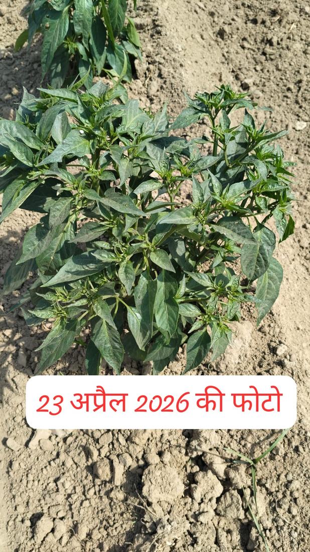 प्रयोग के बाद खेत की मिट्टी