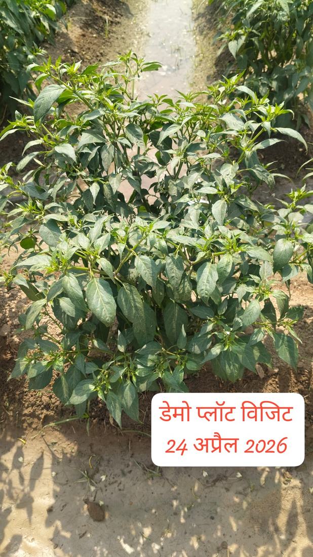 डेमो प्लॉट में हरी-भरी फसल