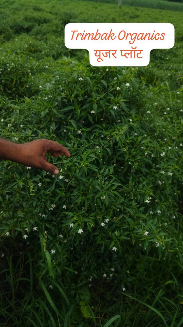 Trimbak Organics से उगाई गई फसल की पत्तियां