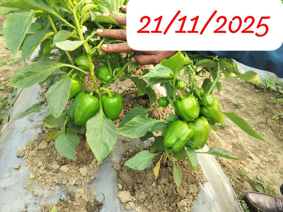 शिमला मिर्च की फसल — परिणाम