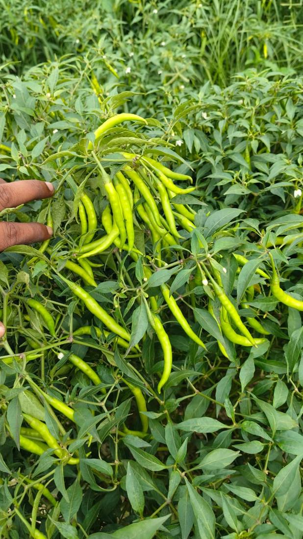 ताज़ा हरी मिर्च की फसल