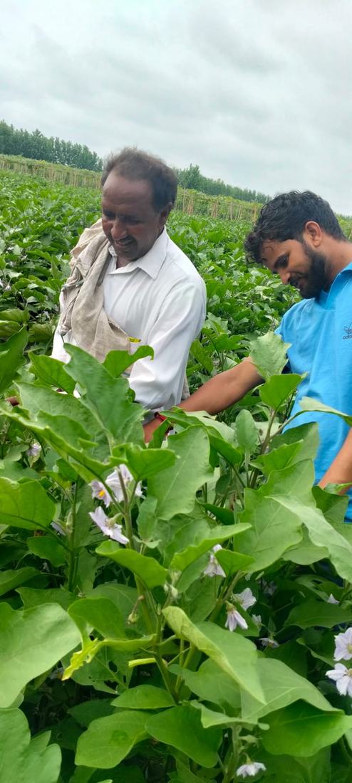 बैंगन के खेत में निरीक्षण